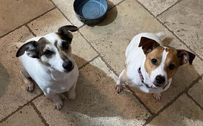 October 2025 Pets of the Month: Cricket and Molly from Louisville, TN